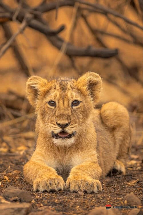 Investigation Launched After Asiatic Lion Cub Found Dead in Gujarat Forest Range