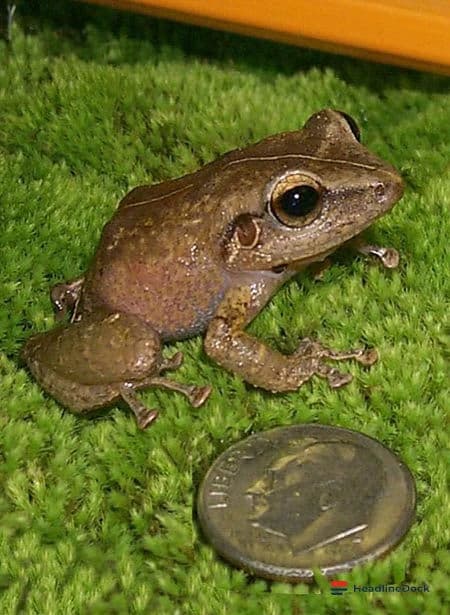 How Young Coquí Frogs Balance Growth Against Deadly Fungal Infections