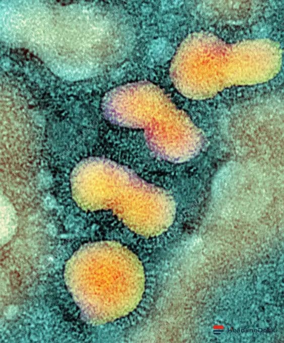H5N1 Bird Flu Spreads to Two Australian States, Threatening Native Wildlife Population