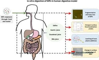 How Microplastics Move: New Insights Into Their Path Through Digestive Systems