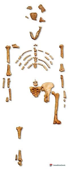 Lucy Fossil Exhibit in Abu Dhabi Marks a New Era for Human Evolution