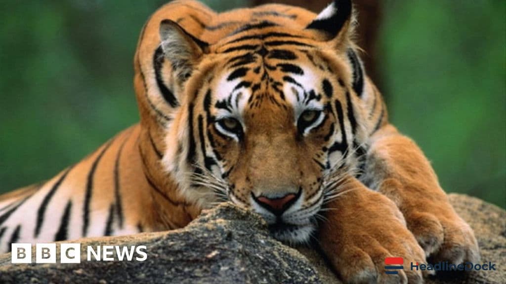 Kerala to Discuss Human-Wildlife Conflict Challenges With the Centre
