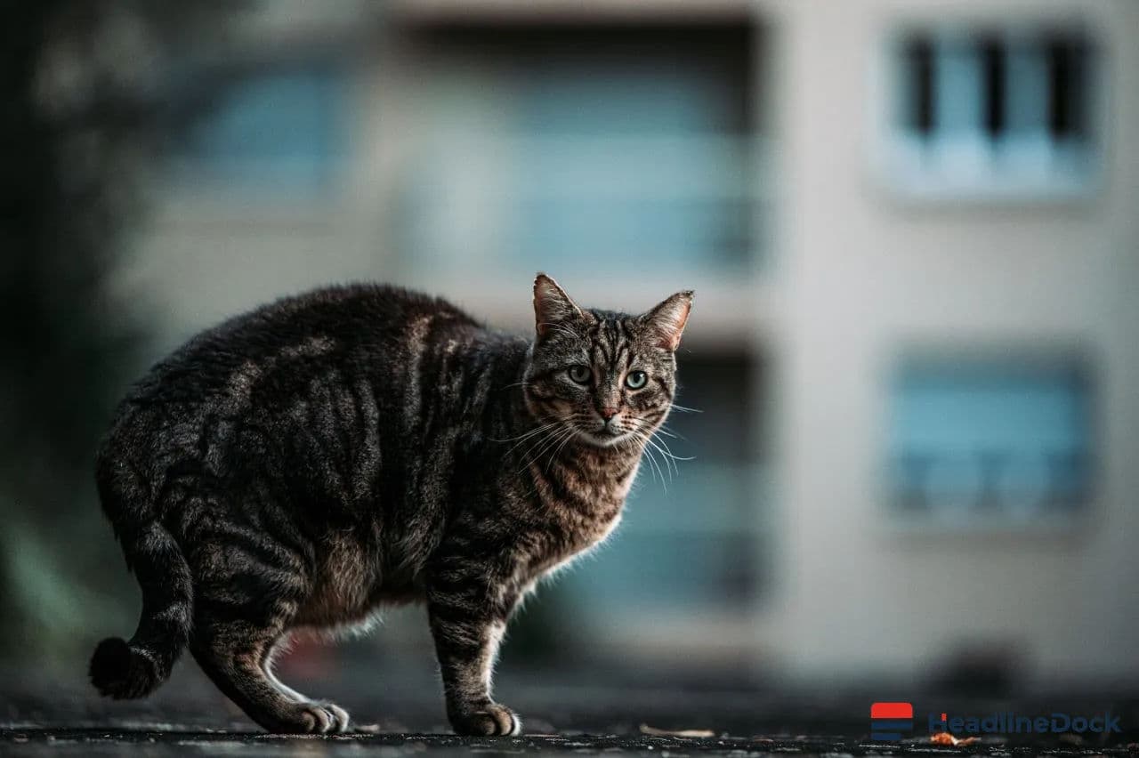 How to Protect Your Household From Zoonotic Pathogens Carried by Cats