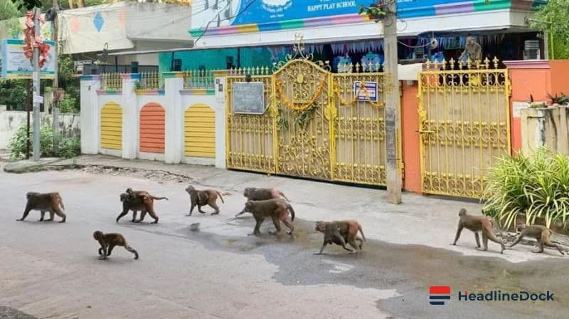 Vidyanagar Residents Demand Urgent Action After Recent Monkey Attack in Hyderabad