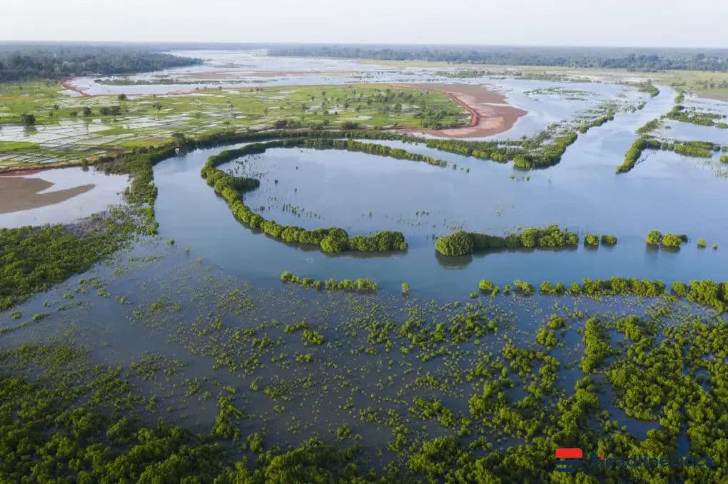 How a Major Senegal Mangrove Project Led to 'Ghost Carbon' Sales