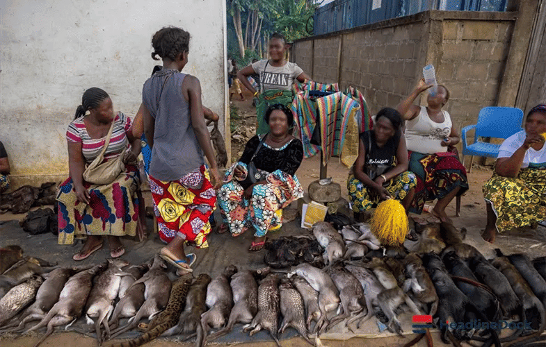Why Strict Bushmeat Bans Could Endanger Food Security in Central Africa