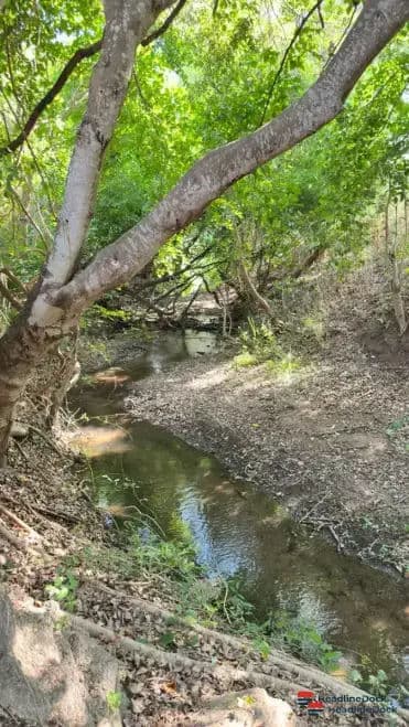 Tigers Use Overgrown Canals to Stalk Bandipur Border Villages in Karnataka