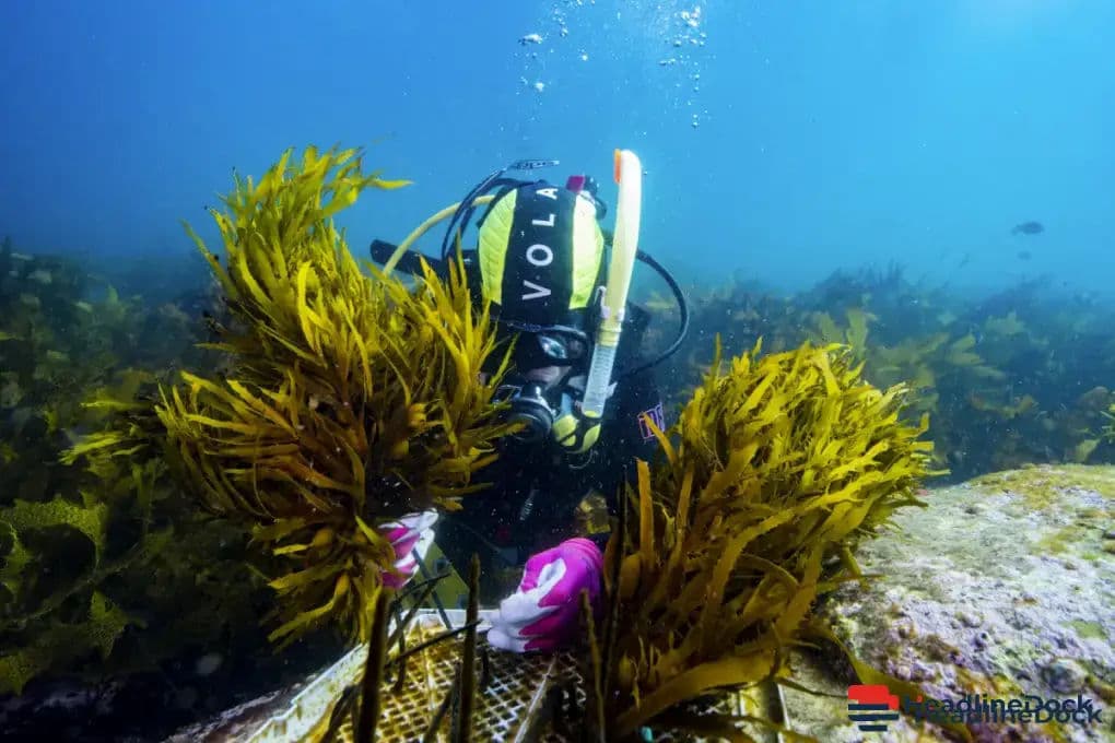 Heat Threatens Australia’s Seaweed Forests: Are Biobanks the Key to Survival?