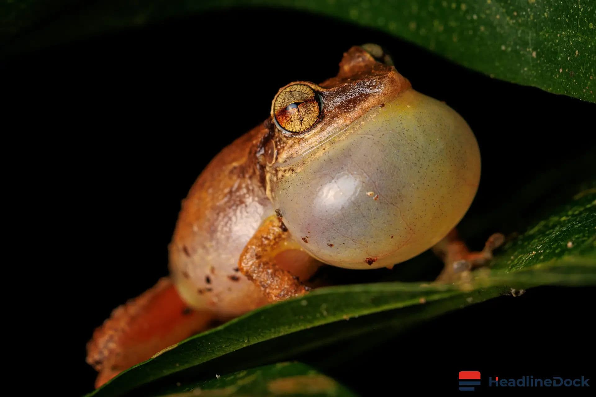 How Young Coquí Frogs Balance the Competing Demands of Growth and Disease