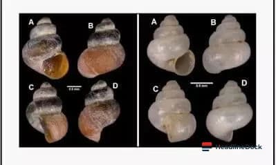 Two New Microscopic Snail Species Discovered In Meghalaya's Limestone Caves