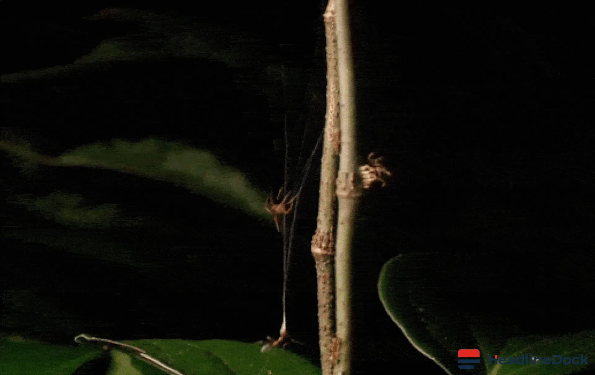 Crossbow Spider Uses Powerful Silk Catapult to Capture Ants With Extreme Speed