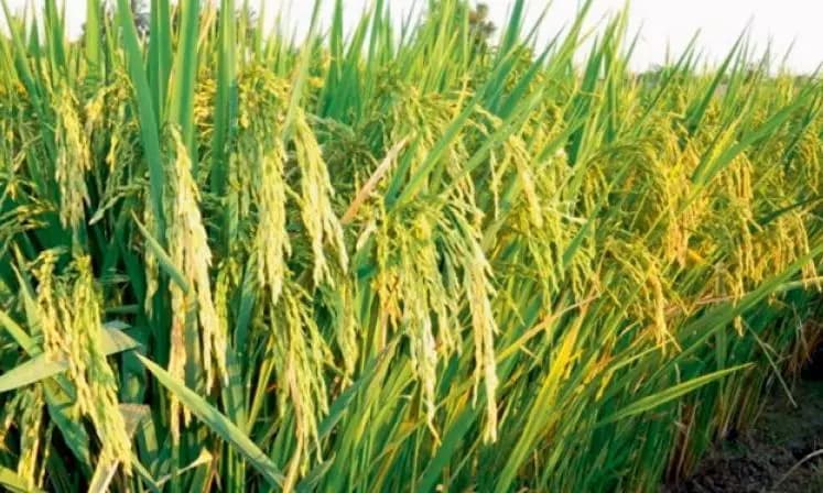 IMD Issues Caution on Paddy Selection for Kharif Season in Telangana