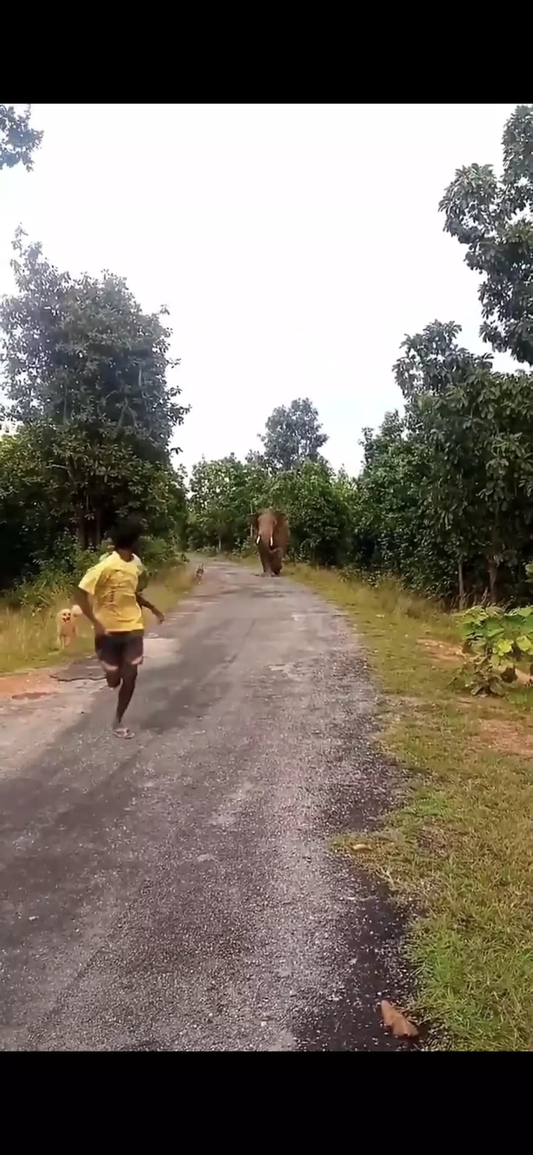 Farmer Tragically Trampled to Death by Wild Elephant in Andhra Pradesh