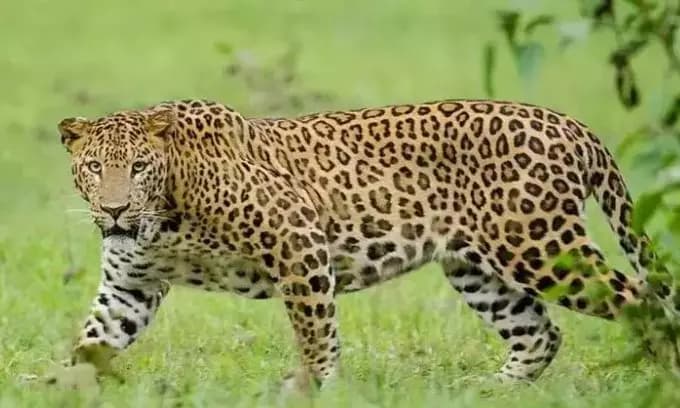 Leopard Attack in Medak Village Sparks Widespread Panic Among Residents