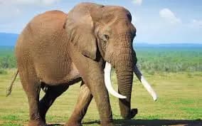 Elephant From Kerala to Join Hyderabad's Bibi ka Alam Muharram Procession