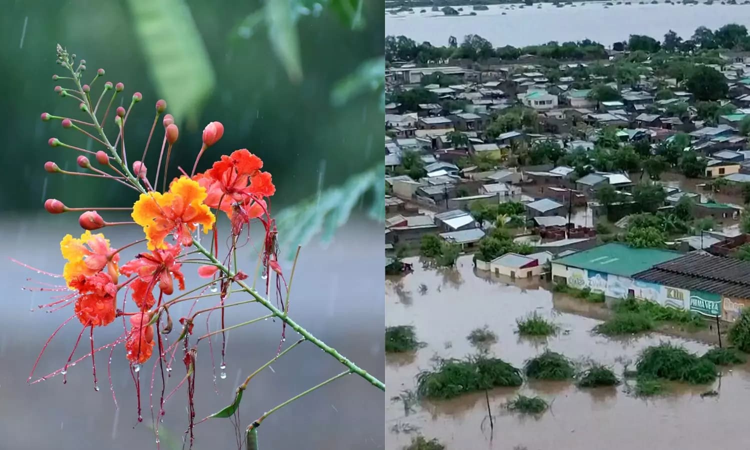 Monsoon's Dual Role: Blessing and Bane in India