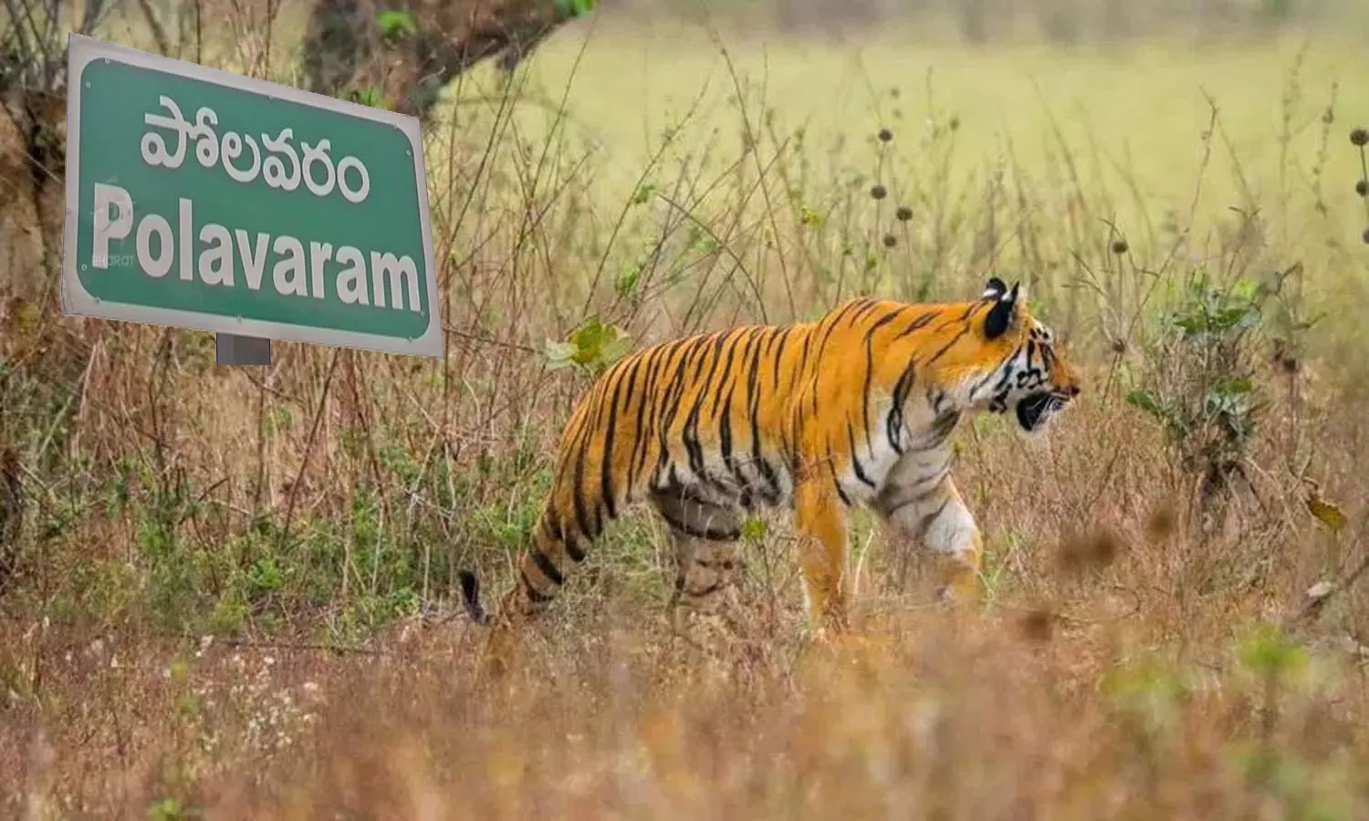 Trapped in Polavaram: Tiger Spotted Averaging Four Months