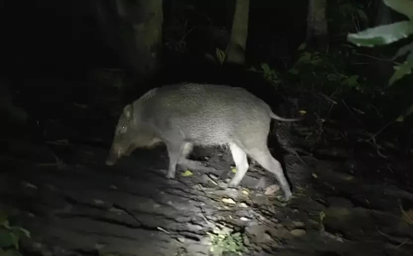 Kerala Renews Demand to Declare Wild Boars as Vermin Amid Crop Raiding