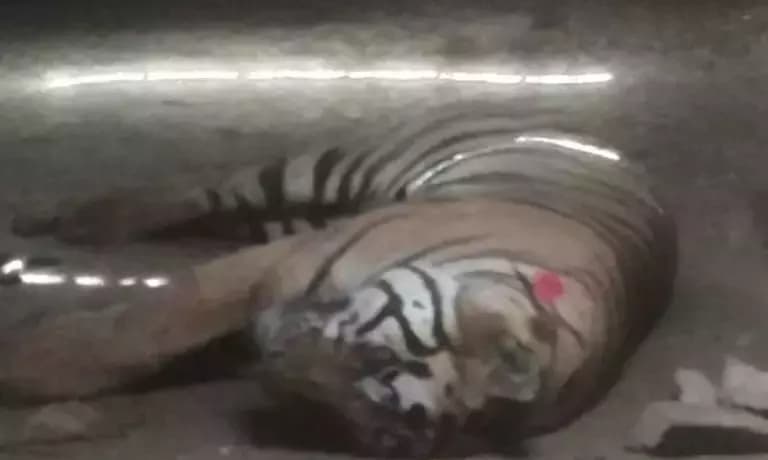Three Killed In Separate Tiger Attacks Within Madhya Pradesh Forest Reserves