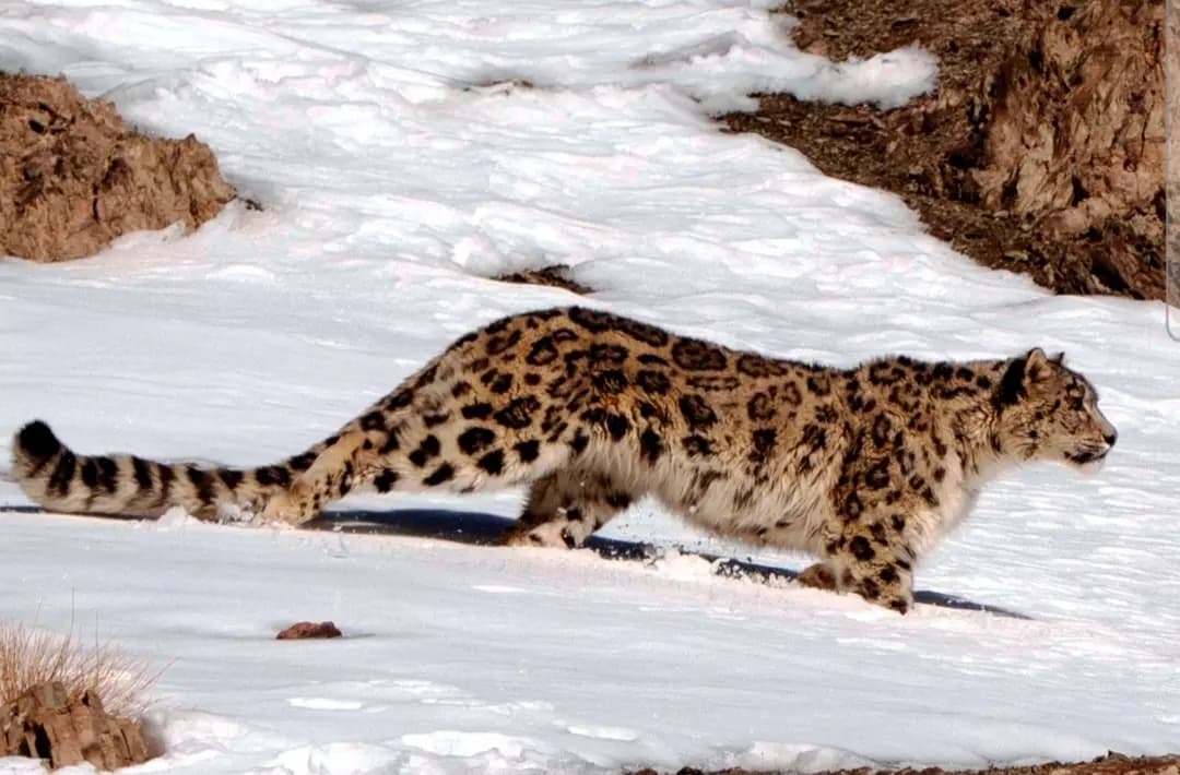 Ladakh Establishes SHAN Society to Protect Snow Leopards and Mountain Ecosystems