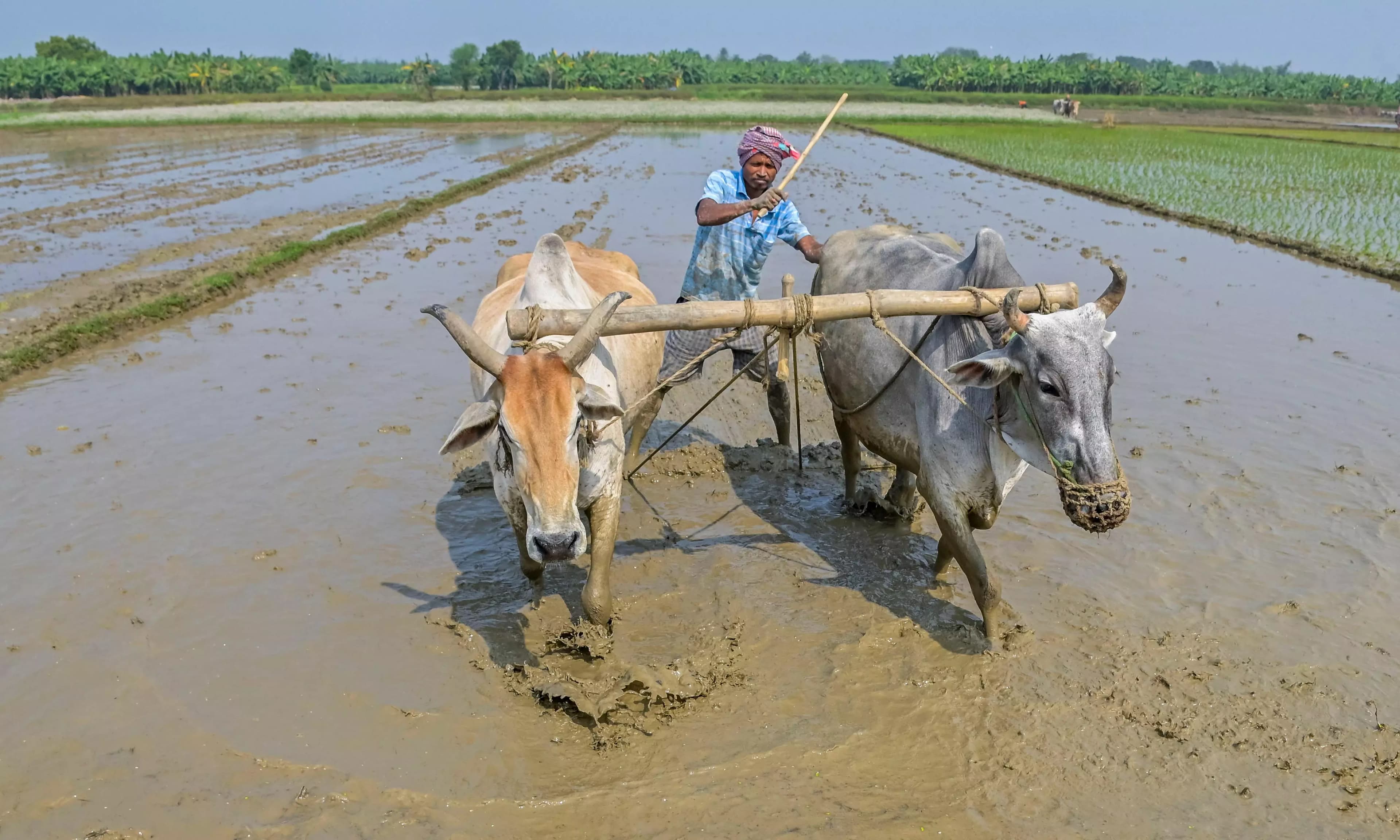 Telangana Farmers Face Significant Hurdles in Implementing Crop Diversification Strategies