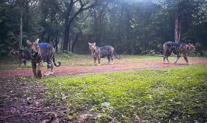 Wildlife Sightings Spark Panic Across Odisha Districts After Animal Incidents Reported