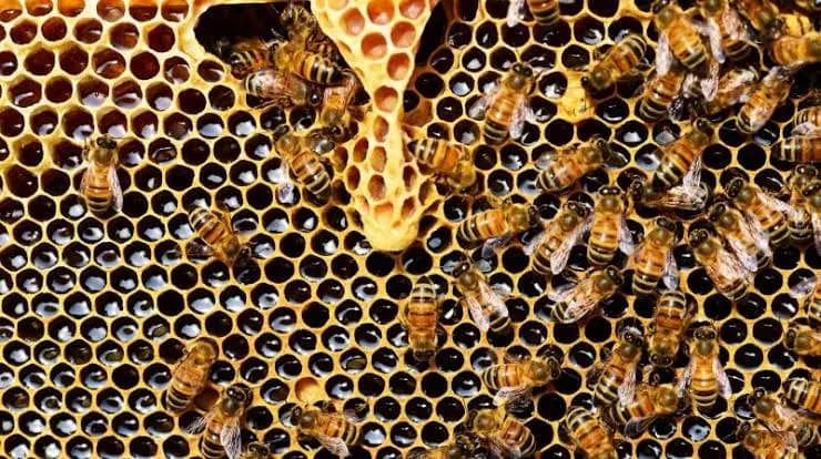 Bee Attack at Hyderabad Public School After Ball Strikes Hive on Campus