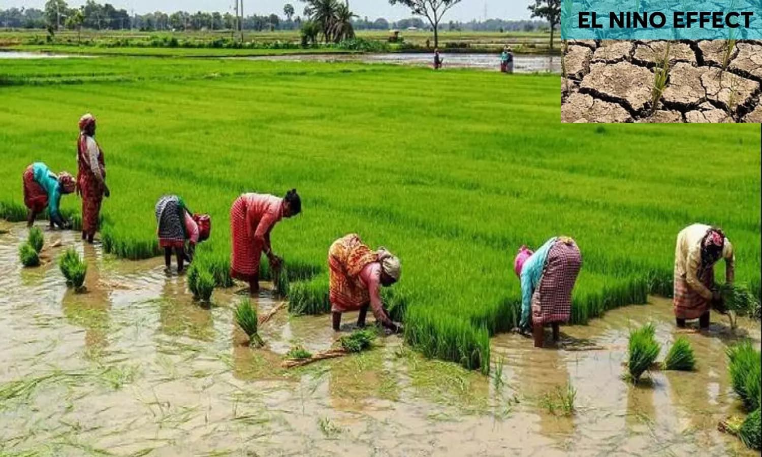 Andhra Pradesh Farmers Adopt DSR to Combat El Niño Water Crisis