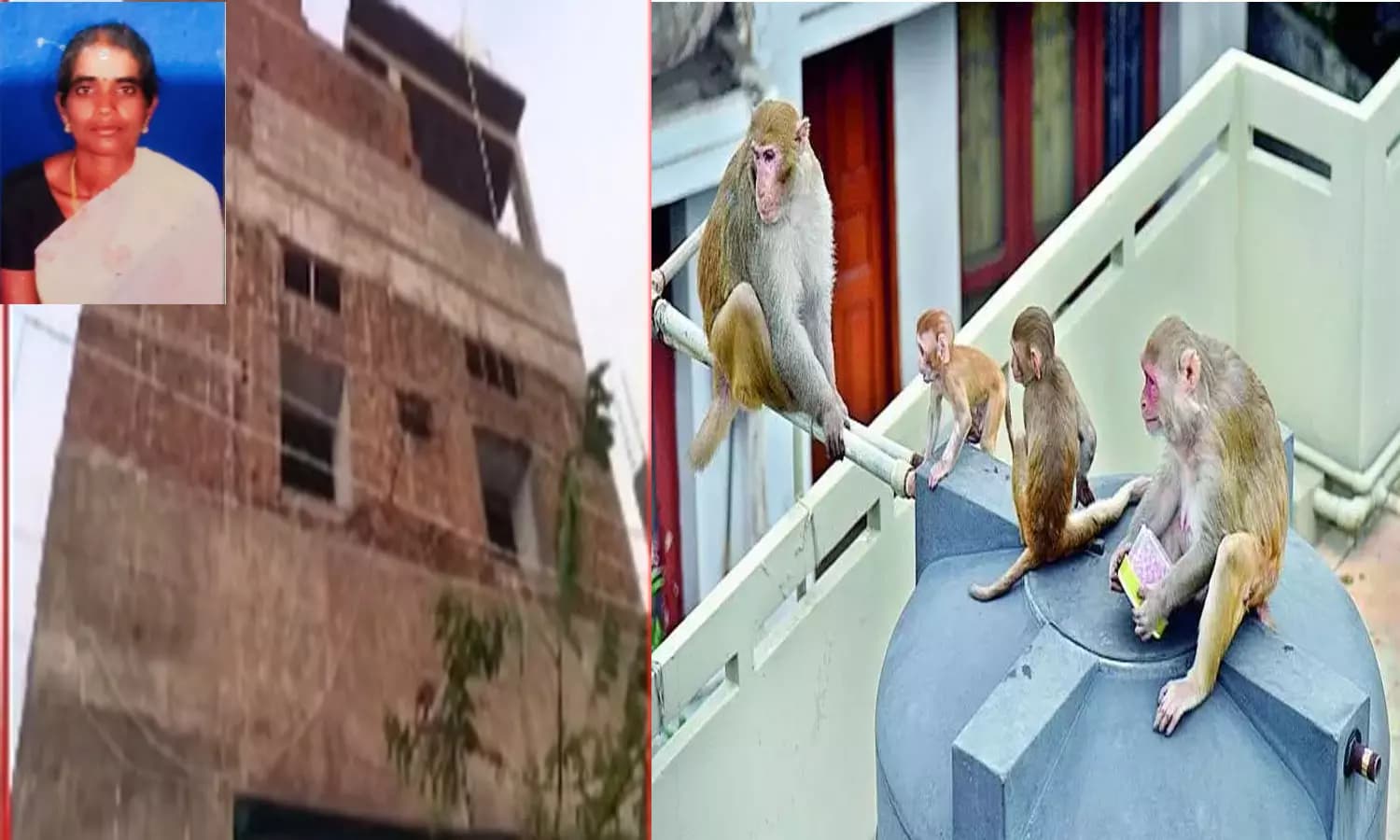 Monkey Menace Tragedy in Dharmapuri: Housewife Killed by Falling Brick