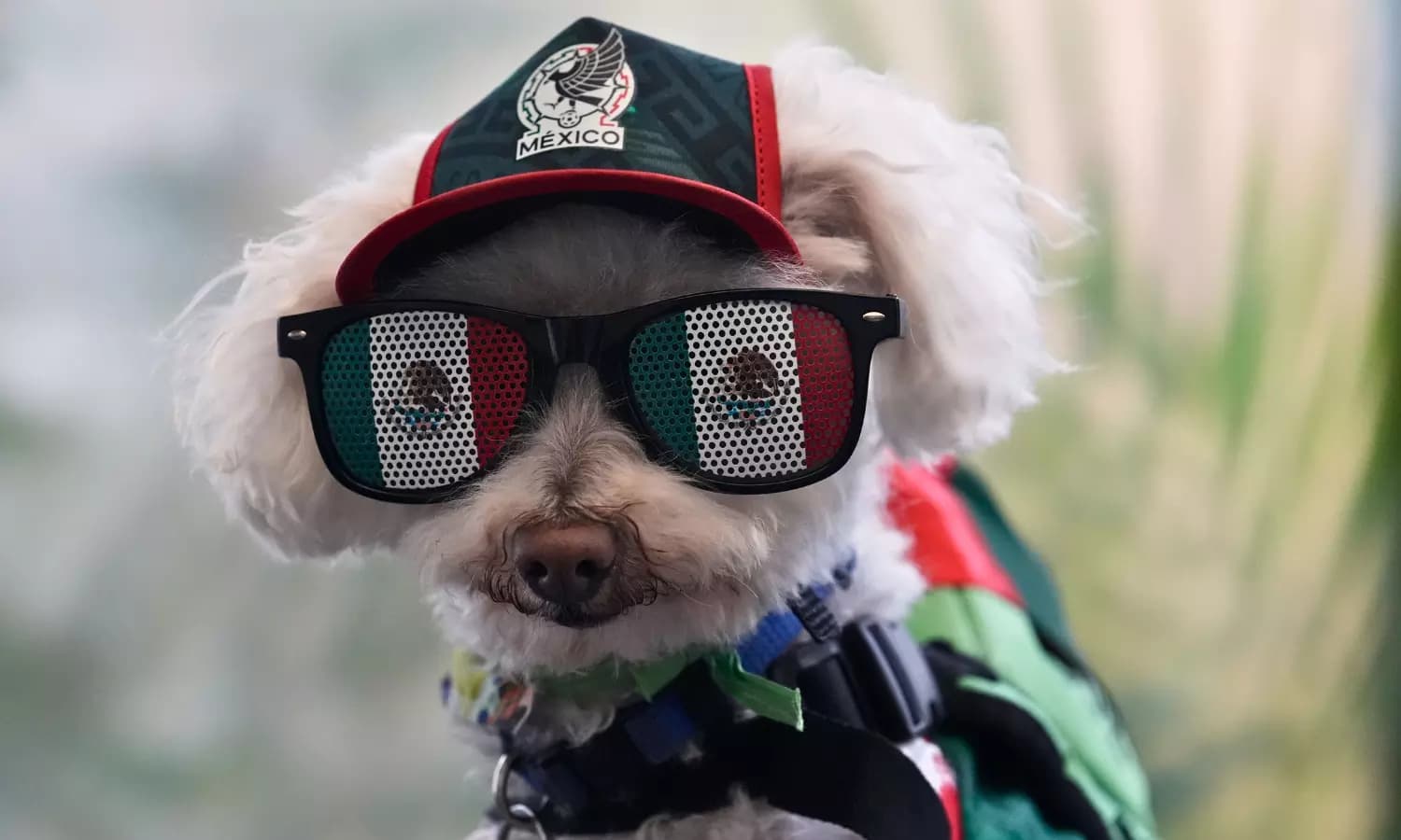 Osito and Merlin Become Unlikely Viral Stars of FIFA World Cup 2026