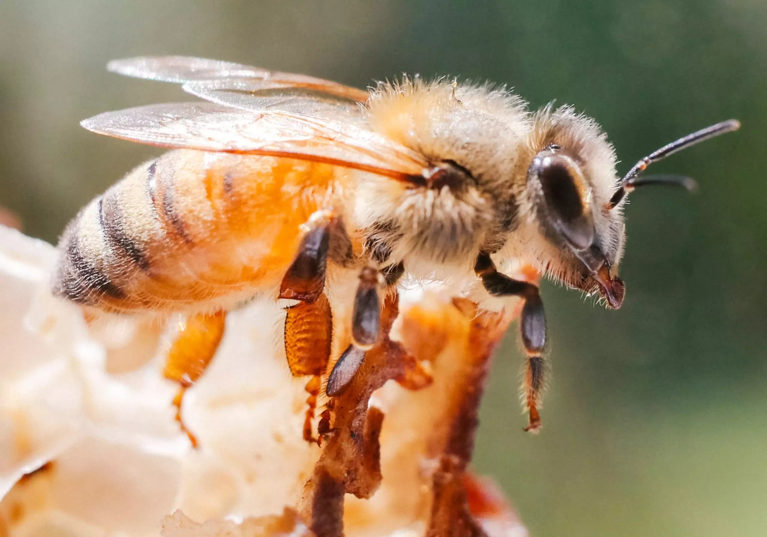 Honey Bees Are Expert Navigators With Stunning Precision, New Study Finds