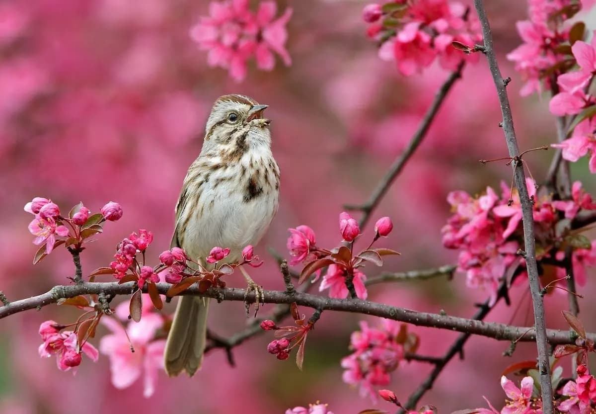 Nature's Soundtrack: Exploring the Healing Rhythms of the Animal Kingdom