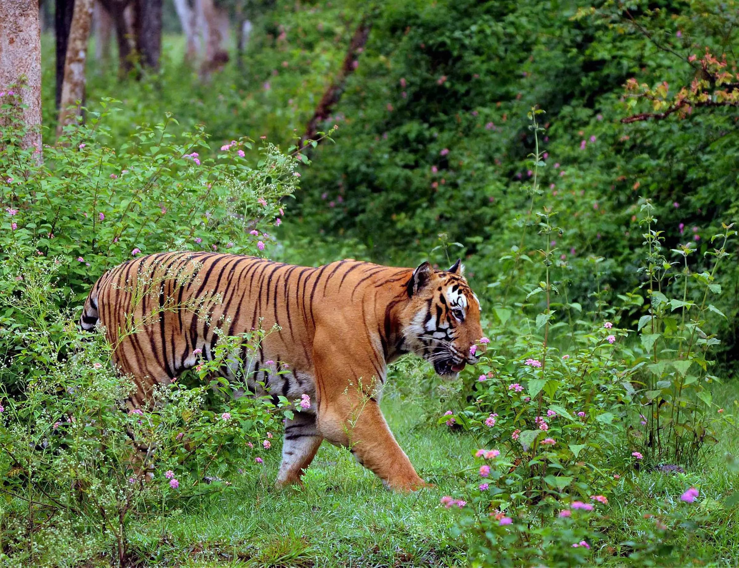 Karnataka Fully Reopens Jungle Safari at Bandipur and Nagarahole Tiger Reserves