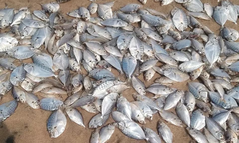 Investigation Links Recent Fish Mortality to Trichodesmium Algal Bloom in Andhra Pradesh