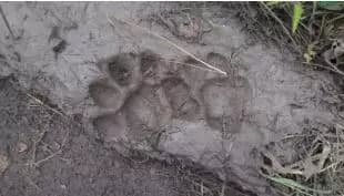 Investigation Clears Leopard Threat Near School at RGIA in Shamshabad