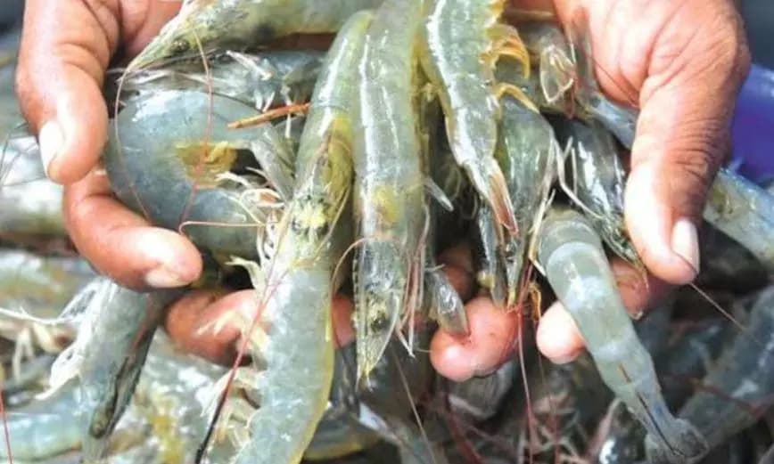 Shrimp Farmers to Halt Harvest on June 30 Over Rising Feed Prices