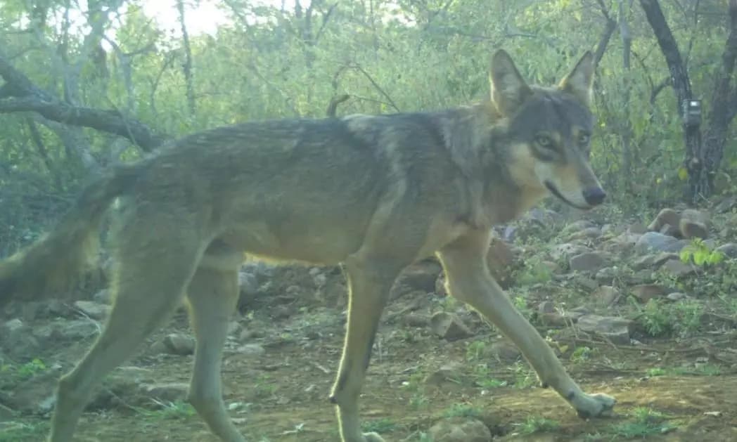 Endangered Indian Grey Wolf Discovered in Telangana's Amrabad Tiger Reserve