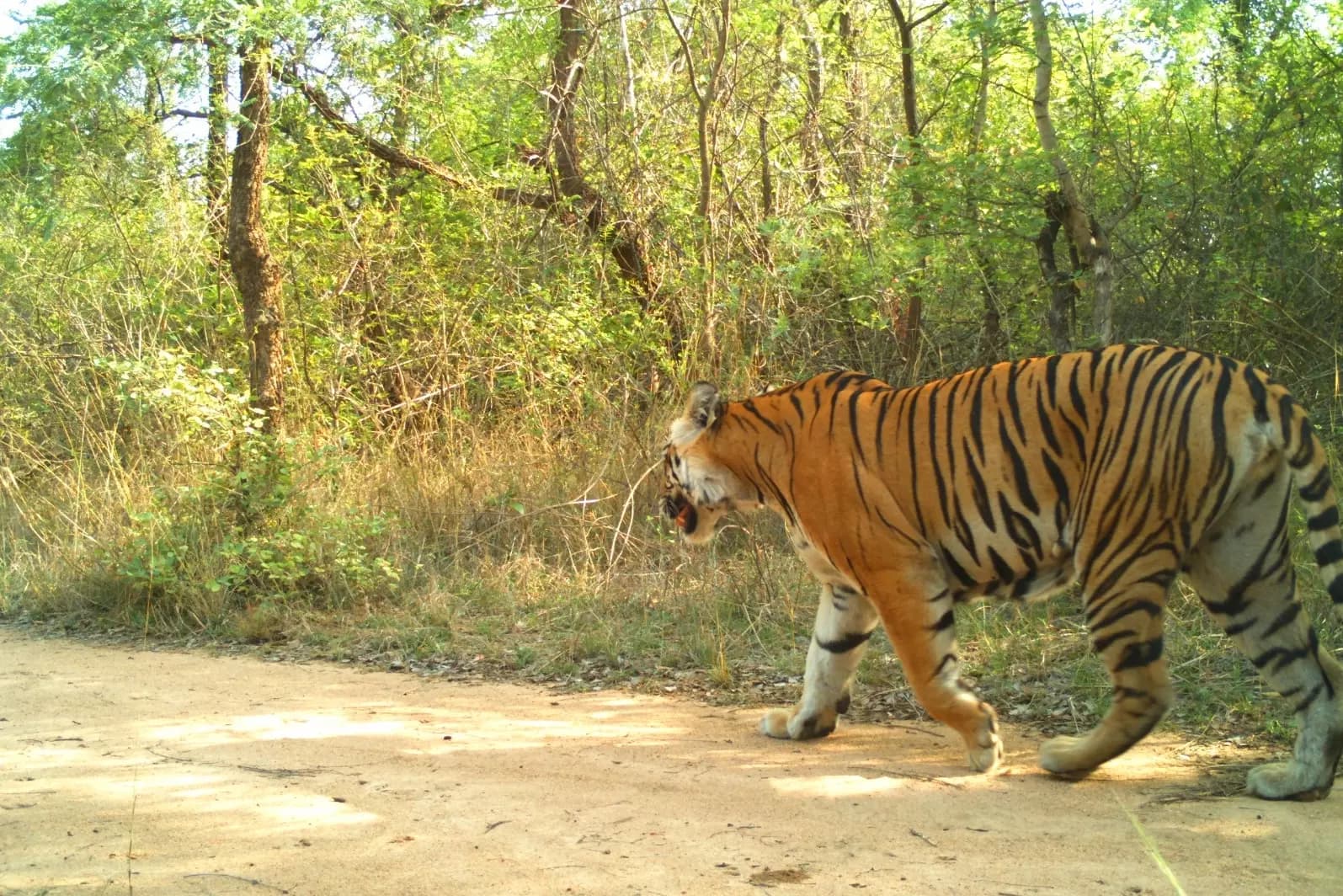 Amrabad Tiger Reserve Shuts Down for Tourism Operations Starting July 1