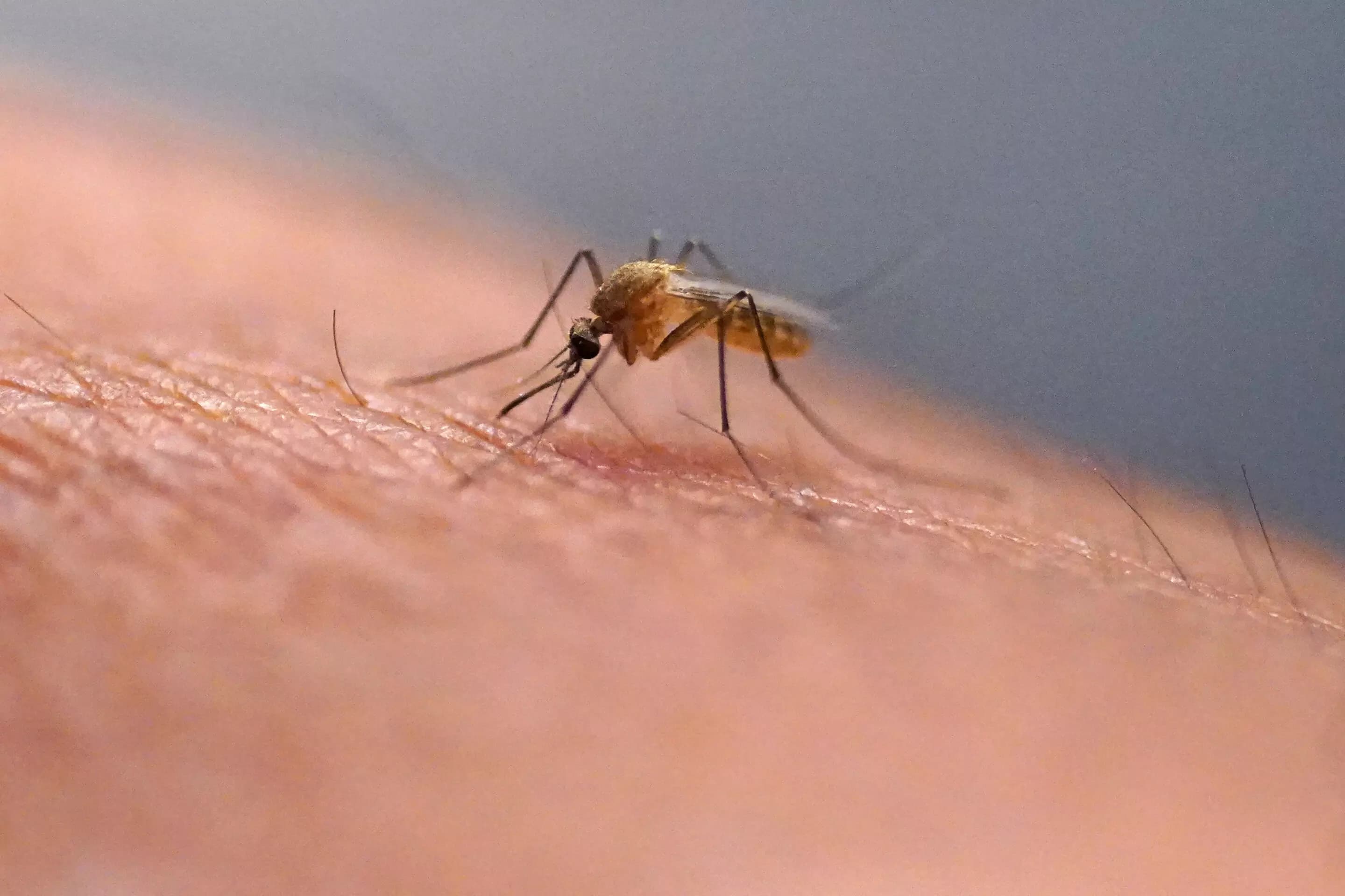 Why Scratching a Bug Bite is a Bad Idea: Science Explains the Risks