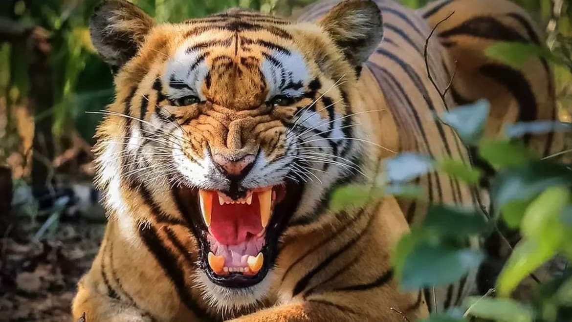 Maharashtra: Man-Eater Tigress T 27 Captured in Gondia District After Attacks