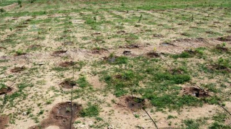 El Niño to Cause Harsh Agricultural Challenges in Rayalaseema