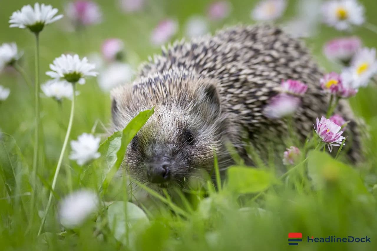 Microplastics Detected in Pet Food Linked to Ingestion by Wild Hedgehogs