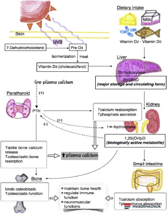 Are Vitamin D and Calcium Supplements Effective for Preventing Bone Fractures?