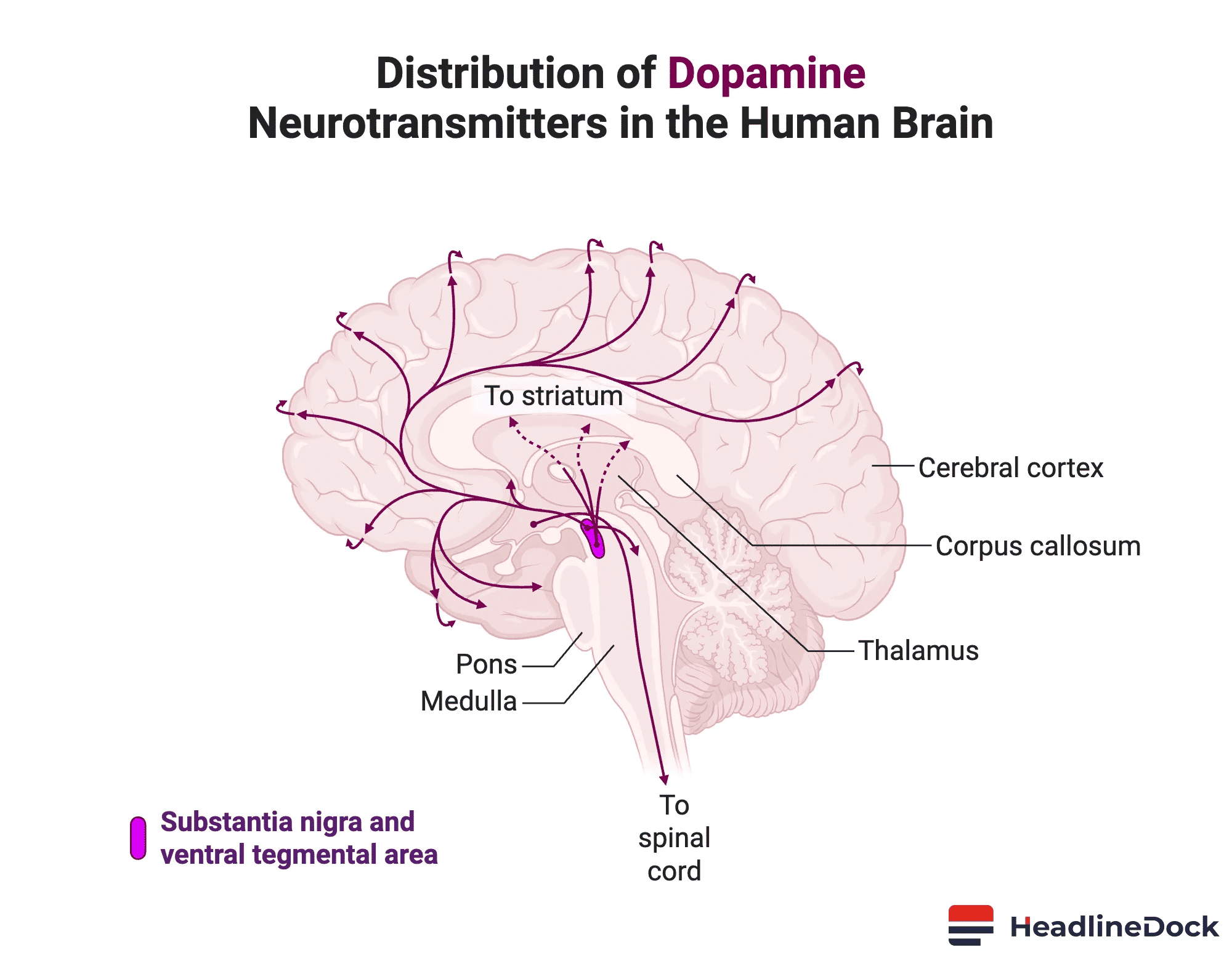 Why You Cannot Actually Perform a Dopamine Detox for Your Brain