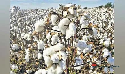 Adilabad Farmers Struggle with Cotton Sowing Crisis Following Poor Germination