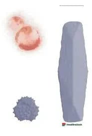 Scientists Build First Synthetic Cell From Scratch Named SpudCell Breakthrough