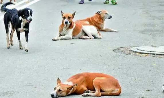 Mysuru Establishes Dedicated Stray Dog Feeding Zones Across the City