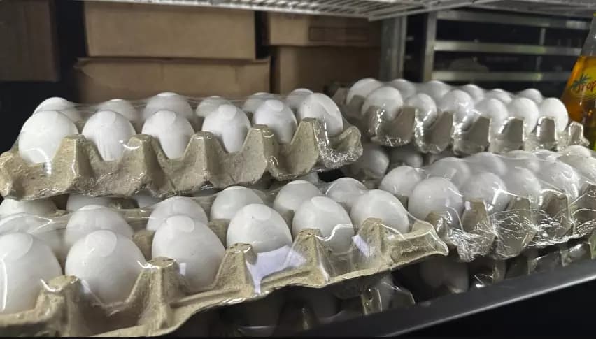 Andhra Pradesh Ranks First Nationally in Egg Production Output