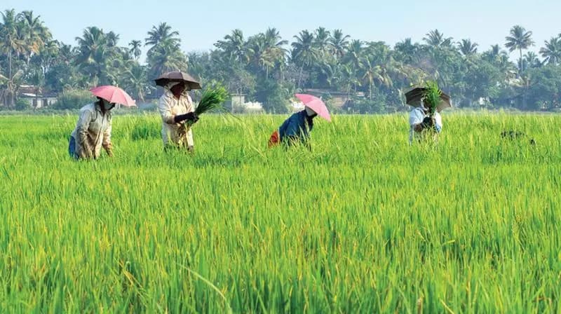 Tribal Farmers Transform Jashpur into a Fruit Paradise