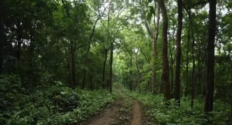 Supreme Court Highlights Urgent Need for Forest Protection Across India